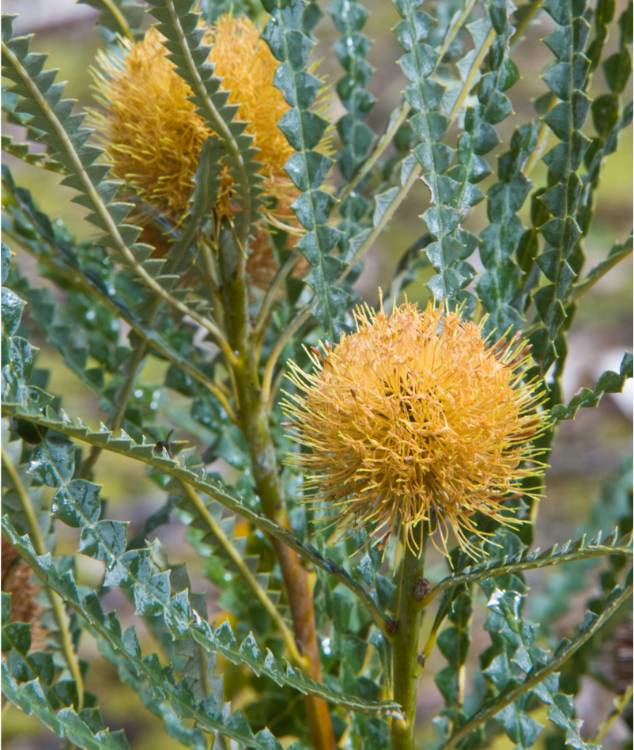 Banksia candolleana