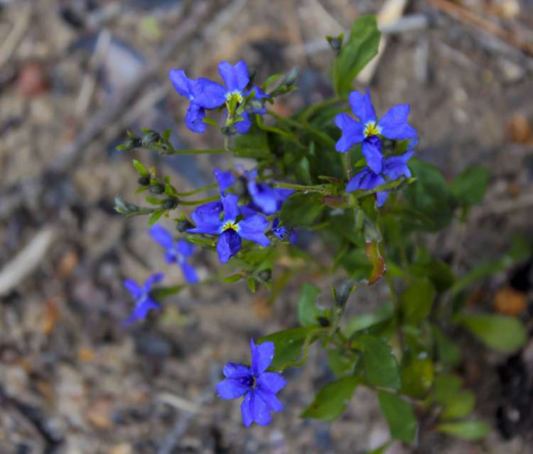 Dampiera diversifolia