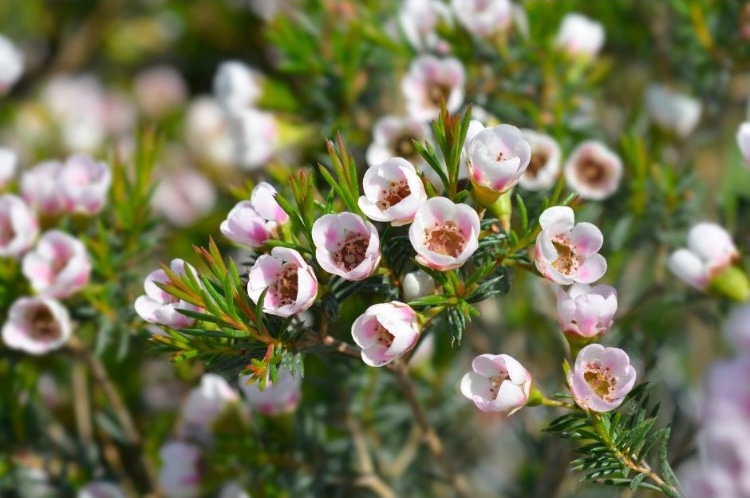 Chamelaucium Uncinatum