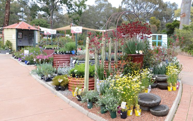 Zanothorrea Nursery