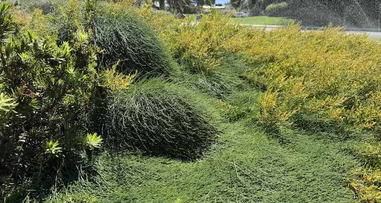 Several native plants in a Perth garden
