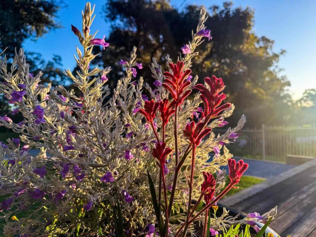 Beautiful red and purple native plants in a Perth garden